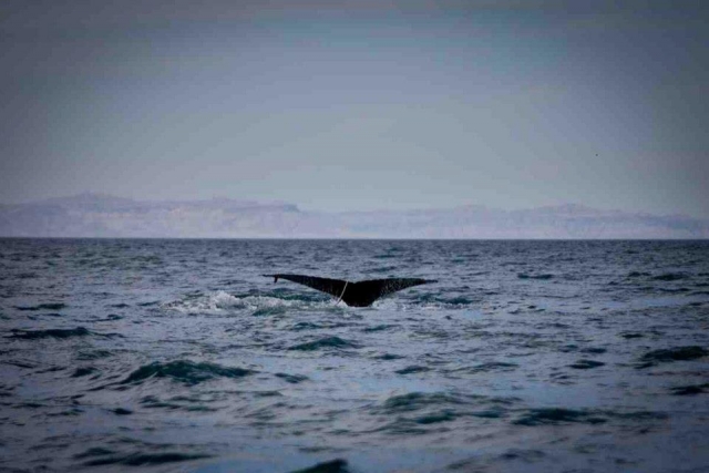 Paseos de avistamiento de cetáceos